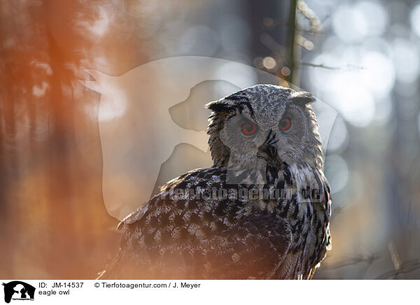 eagle owl / JM-14537