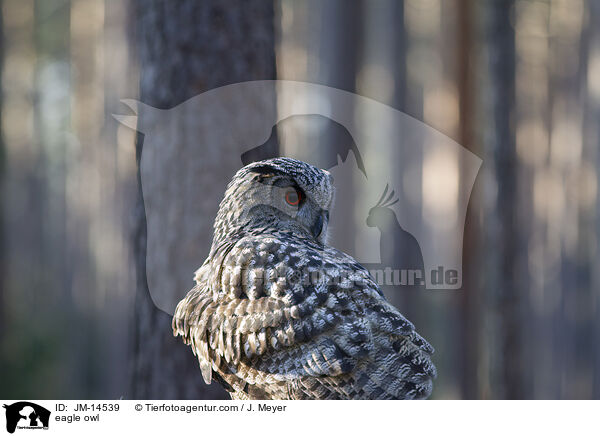 eagle owl / JM-14539