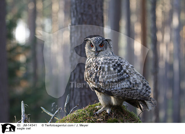 eagle owl / JM-14541