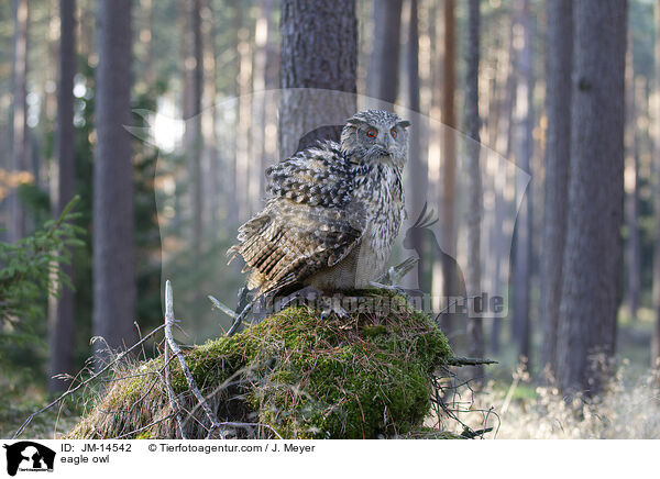 Uhu / eagle owl / JM-14542