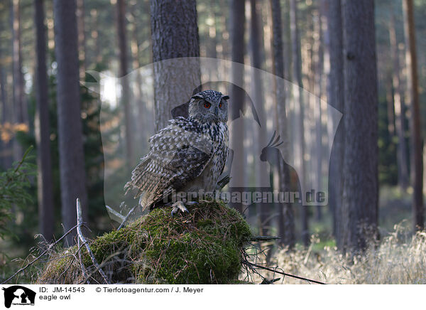 eagle owl / JM-14543