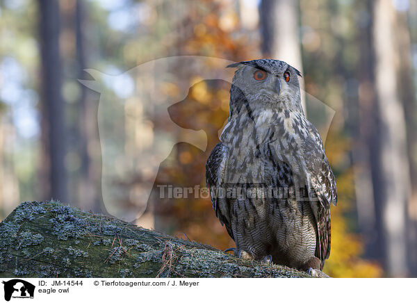 eagle owl / JM-14544