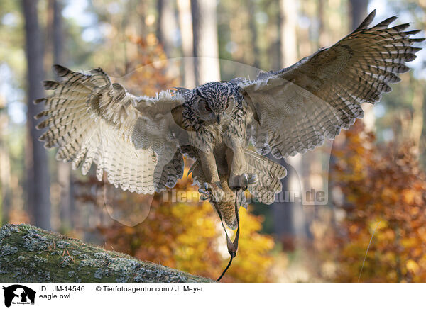 eagle owl / JM-14546