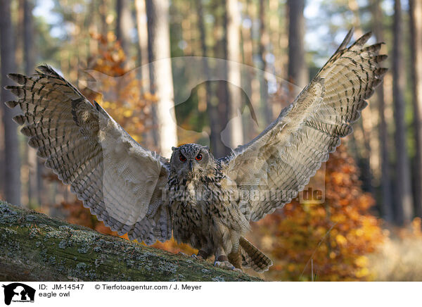 eagle owl / JM-14547