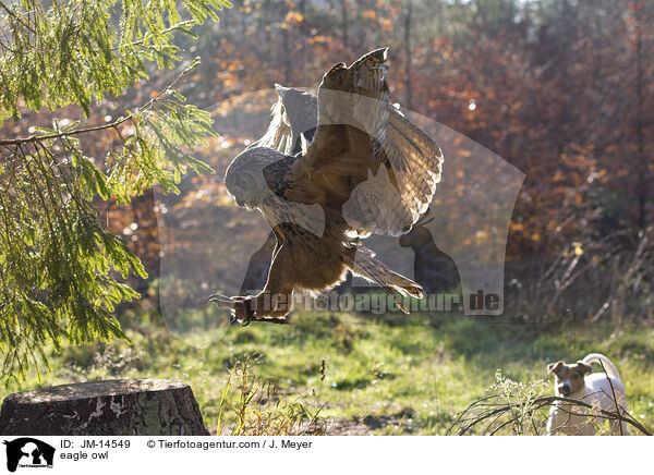 Uhu / eagle owl / JM-14549