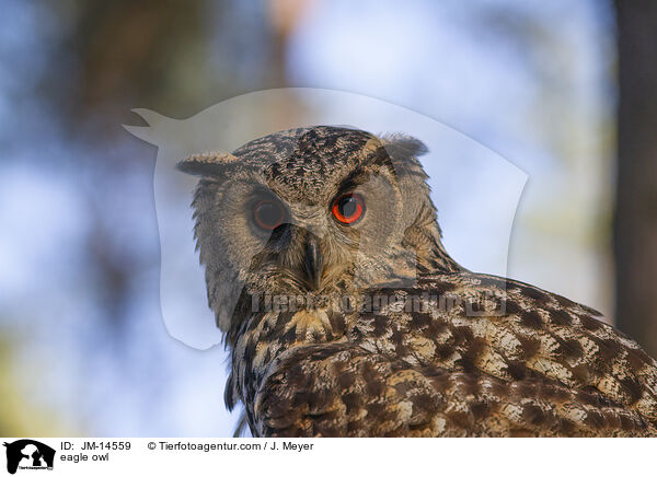 Uhu / eagle owl / JM-14559