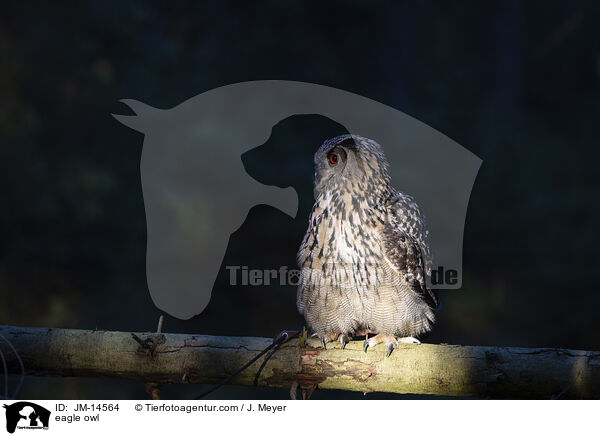 Uhu / eagle owl / JM-14564