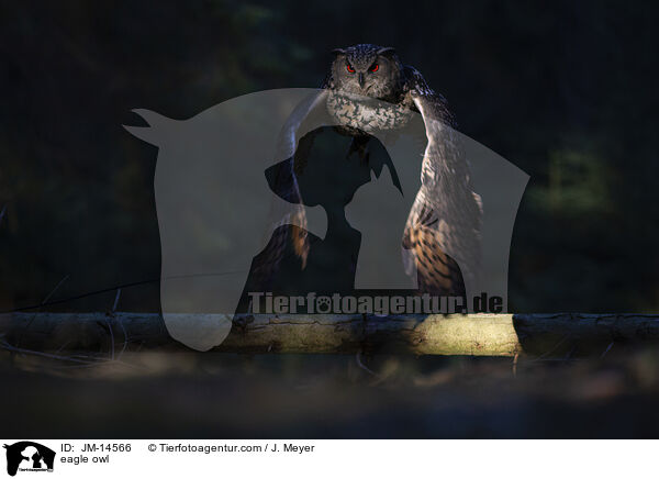 Uhu / eagle owl / JM-14566