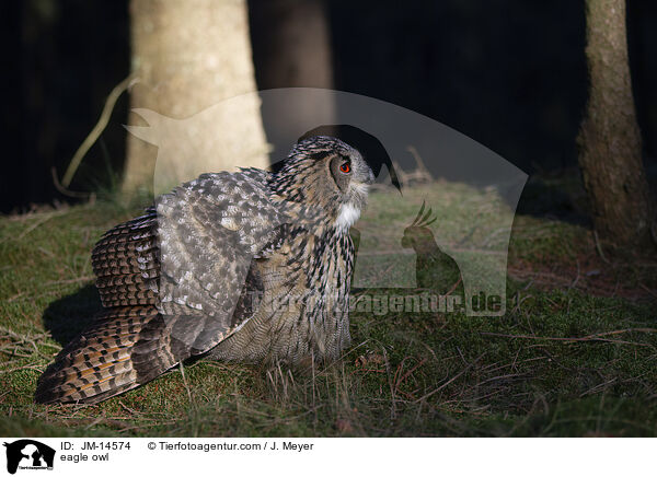 Uhu / eagle owl / JM-14574