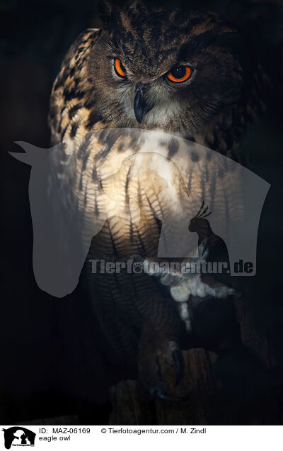 eagle owl / MAZ-06169