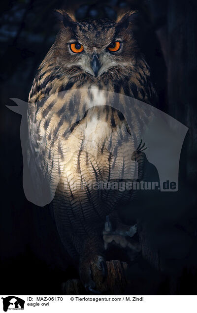 eagle owl / MAZ-06170