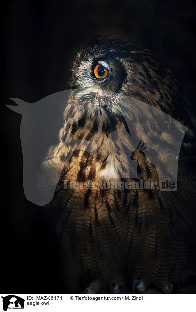 eagle owl / MAZ-06171