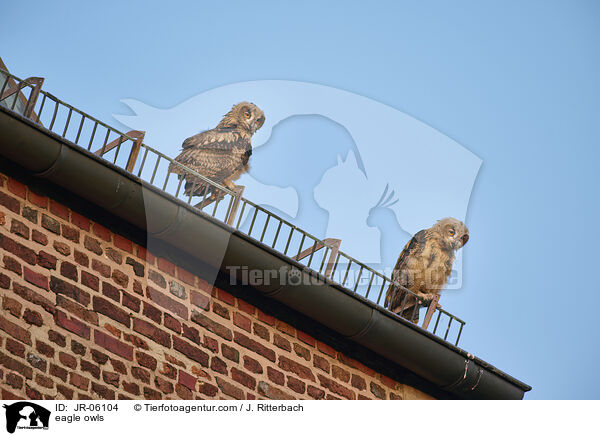 Uhus / eagle owls / JR-06104
