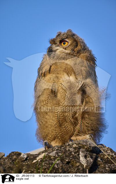 eagle owl / JR-06113