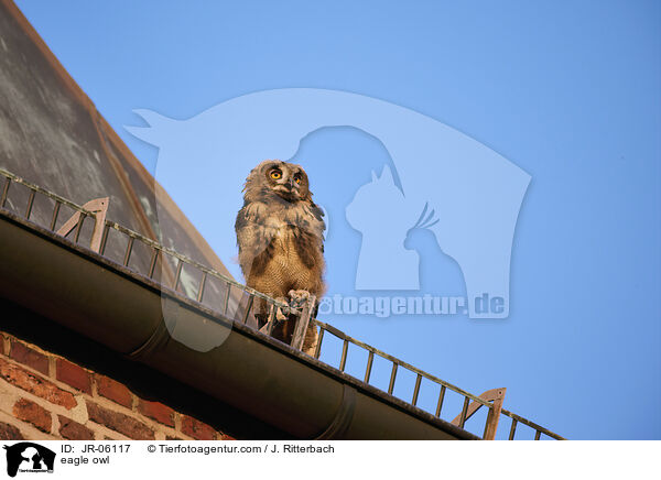 eagle owl / JR-06117