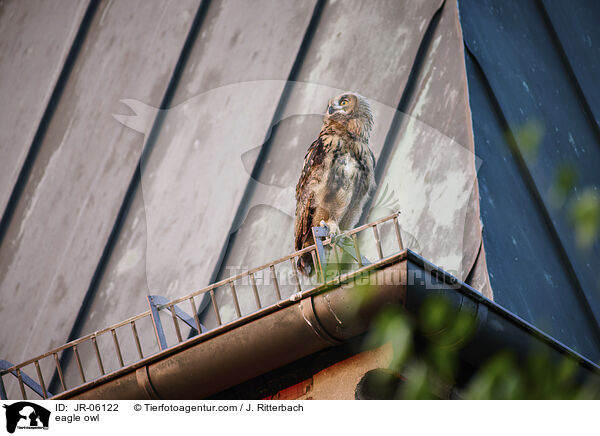 eagle owl / JR-06122
