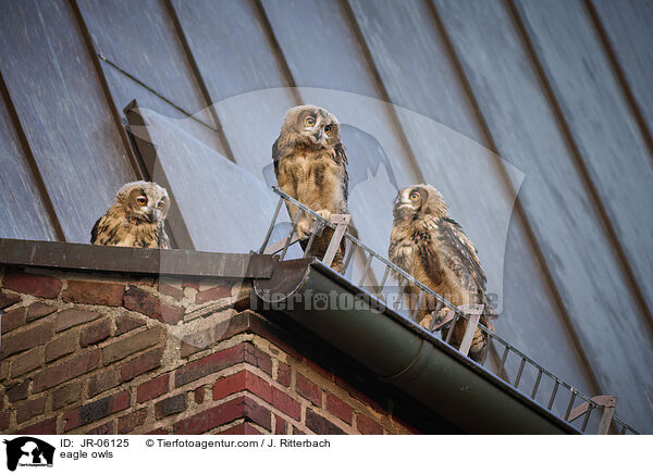 eagle owls / JR-06125