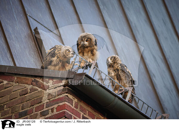 eagle owls / JR-06126