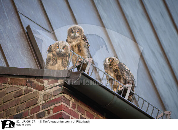 eagle owls / JR-06127