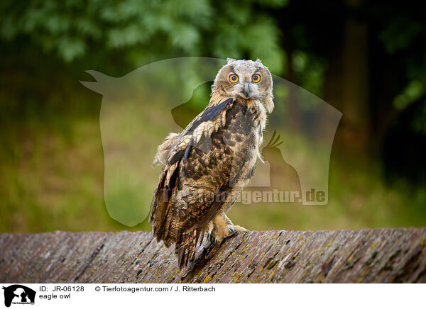 eagle owl / JR-06128