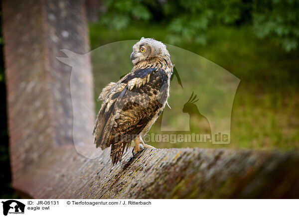eagle owl / JR-06131