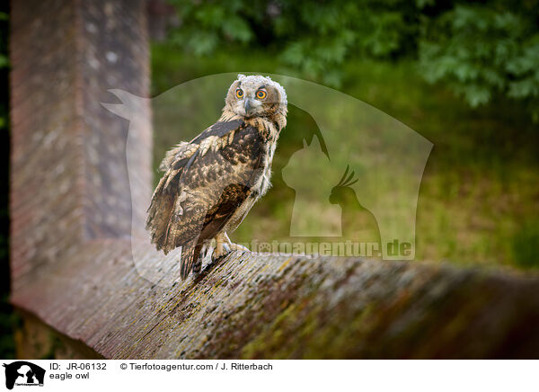 eagle owl / JR-06132