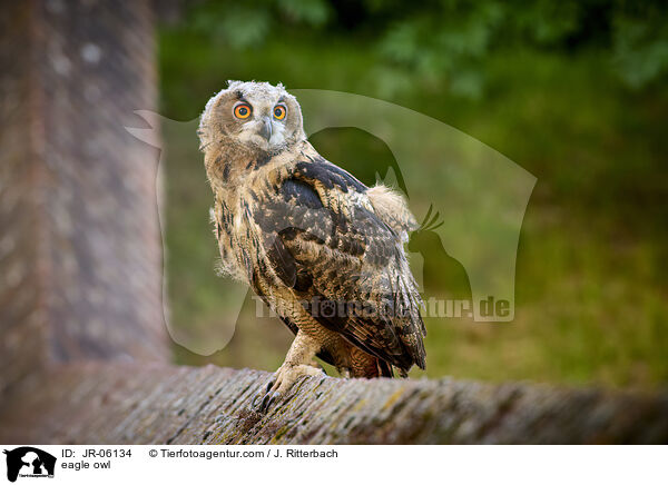 eagle owl / JR-06134