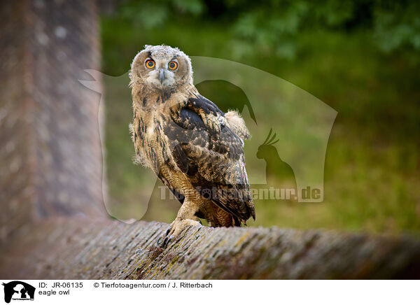 eagle owl / JR-06135