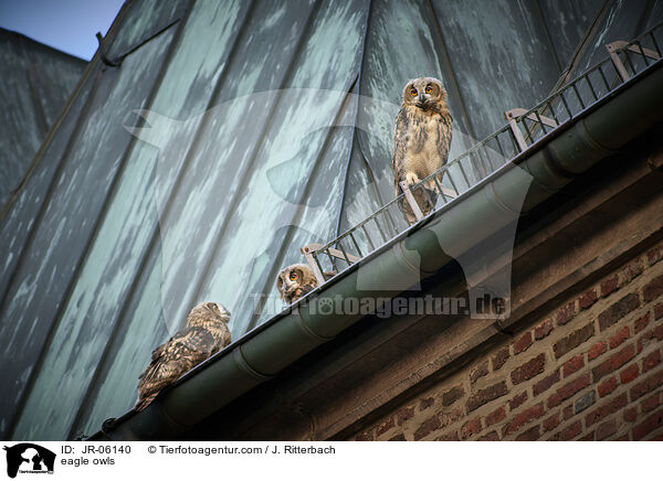 Uhus / eagle owls / JR-06140