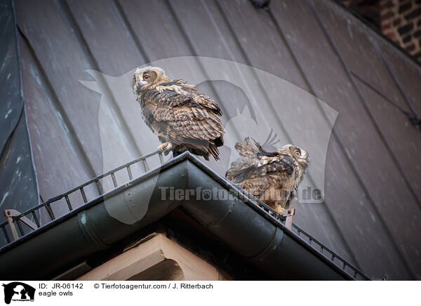 eagle owls / JR-06142