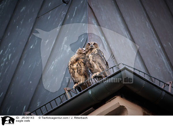 eagle owls / JR-06143