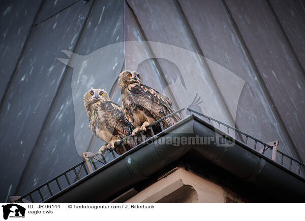 eagle owls / JR-06144