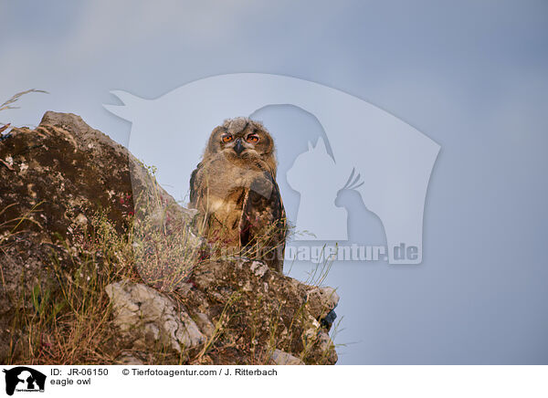eagle owl / JR-06150