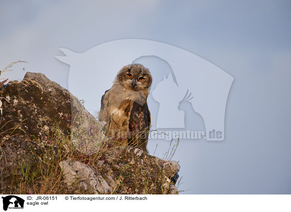 eagle owl / JR-06151