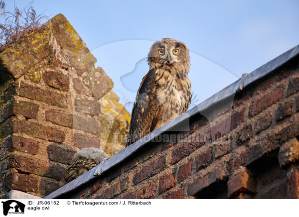 eagle owl / JR-06152