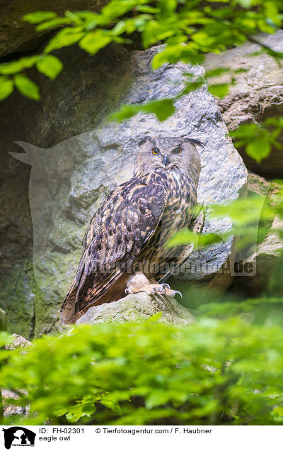 eagle owl / FH-02301