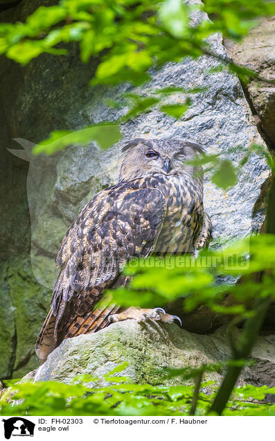 eagle owl / FH-02303