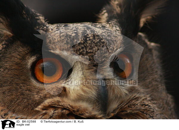 eagle owl / BK-02588