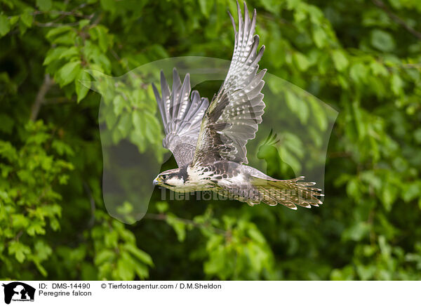Peregrine falcon / DMS-14490