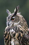 owl portrait