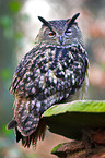 eagle owl