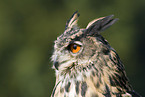 Eurasian eagle owl