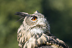 Eurasian eagle owl