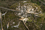 dead Eurasian eagle owl