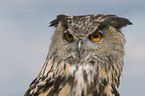 Eurasian eagle owl portrait