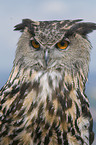 Eurasian eagle owl portrait