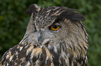 Eurasian eagle owl portrait