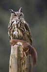 eagle owl