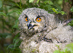 young eagle owl