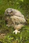 young eagle owl